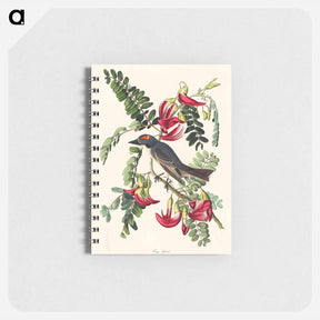 アートメモ帳-Piping Flycatcher
 - ジョン ジェームス オーデュボン Memo.