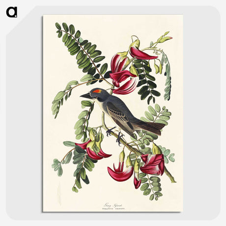 2-11_John-James-Audubon_picture-crop
