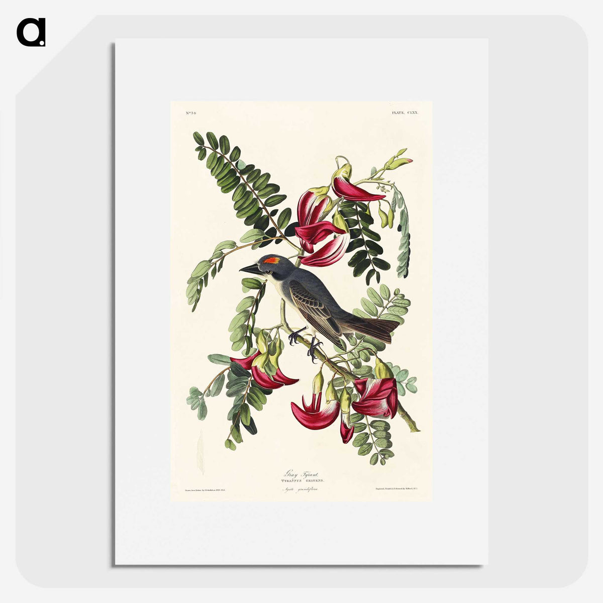 2-11_John-James-Audubon_picture