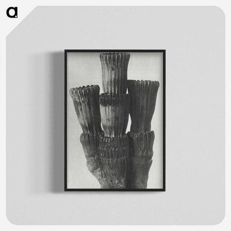 2-11_Karl-Blossfeldt_blk-crop