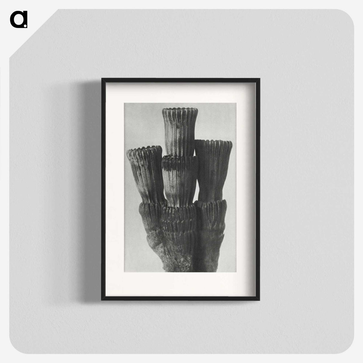 2-11_Karl-Blossfeldt_blk