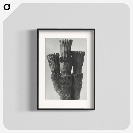 2-11_Karl-Blossfeldt_blk