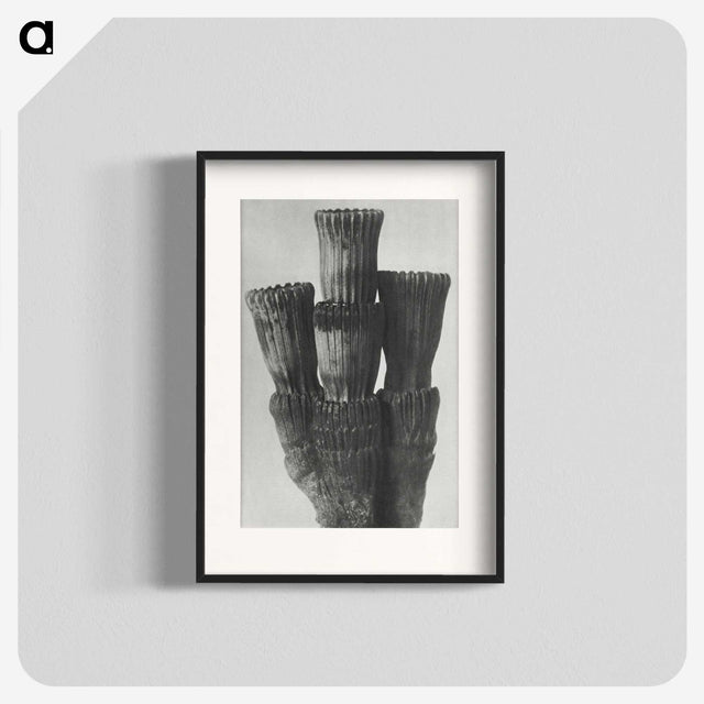 2-11_Karl-Blossfeldt_blk