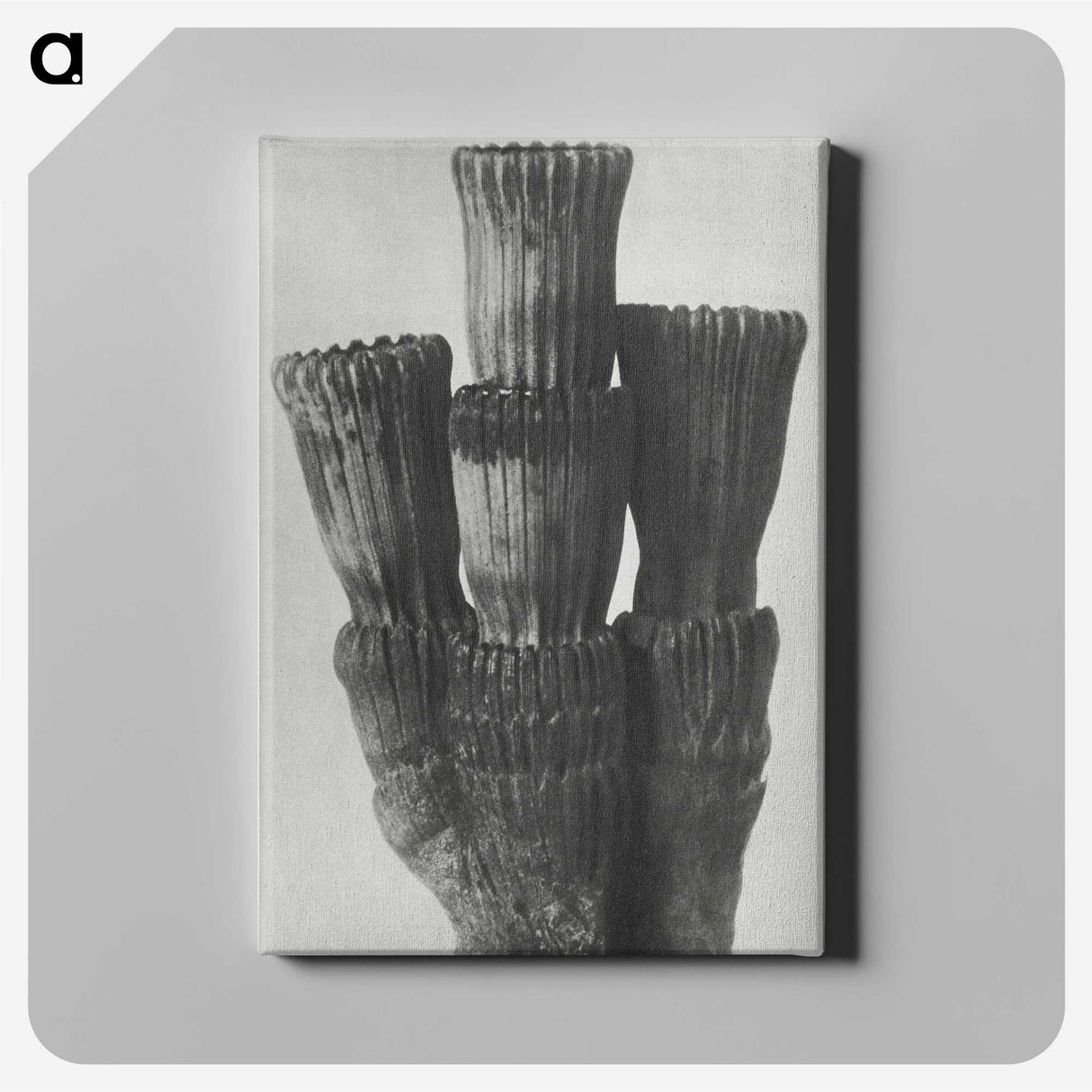 2-11_Karl-Blossfeldt_canvas