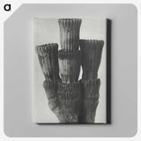 2-11_Karl-Blossfeldt_canvas