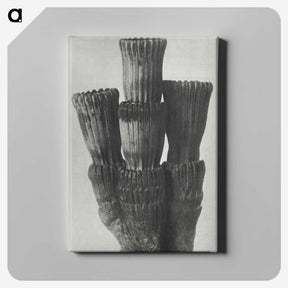 2-11_Karl-Blossfeldt_canvas
