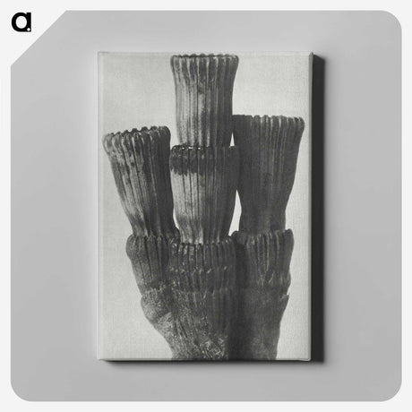 2-11_Karl-Blossfeldt_canvas