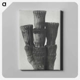 アートパネル-Equisetum Hiemale - カール ブロスフェルト Canvas.