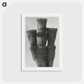 アートポストカード-Equisetum Hiemale - カール ブロスフェルト Postcard.