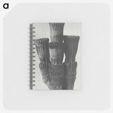 2-11_Karl-Blossfeldt_memo