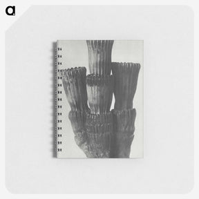 2-11_Karl-Blossfeldt_memo