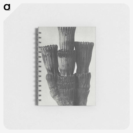 2-11_Karl-Blossfeldt_memo