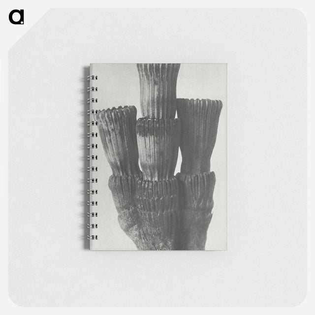 2-11_Karl-Blossfeldt_memo
