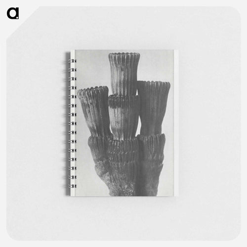 Equisetum Hiemale - Karl Blossfeldt Memo.