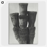 2-11_Karl-Blossfeldt_picture-crop