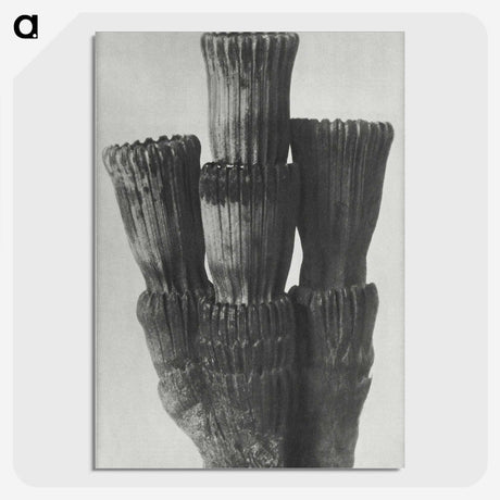 2-11_Karl-Blossfeldt_picture-crop