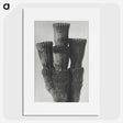 2-11_Karl-Blossfeldt_picture