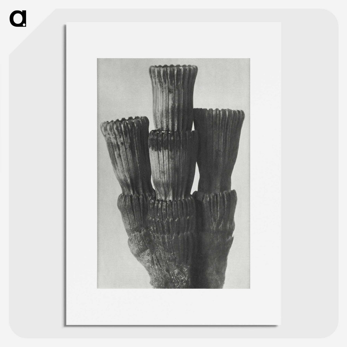 2-11_Karl-Blossfeldt_picture