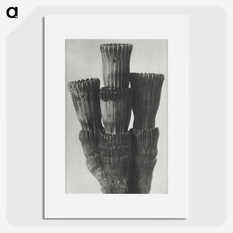 2-11_Karl-Blossfeldt_picture