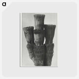 アートポストカード-Equisetum Hiemale - カール ブロスフェルト Postcard.