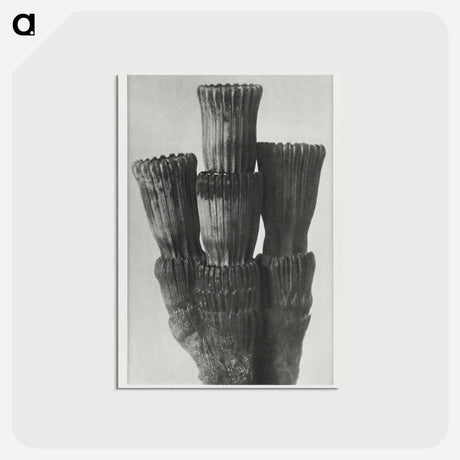 アートポストカード-Equisetum Hiemale - カール ブロスフェルト Postcard.