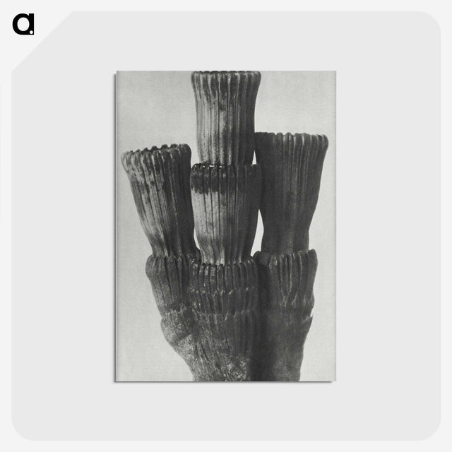 2-11_Karl-Blossfeldt_postcard