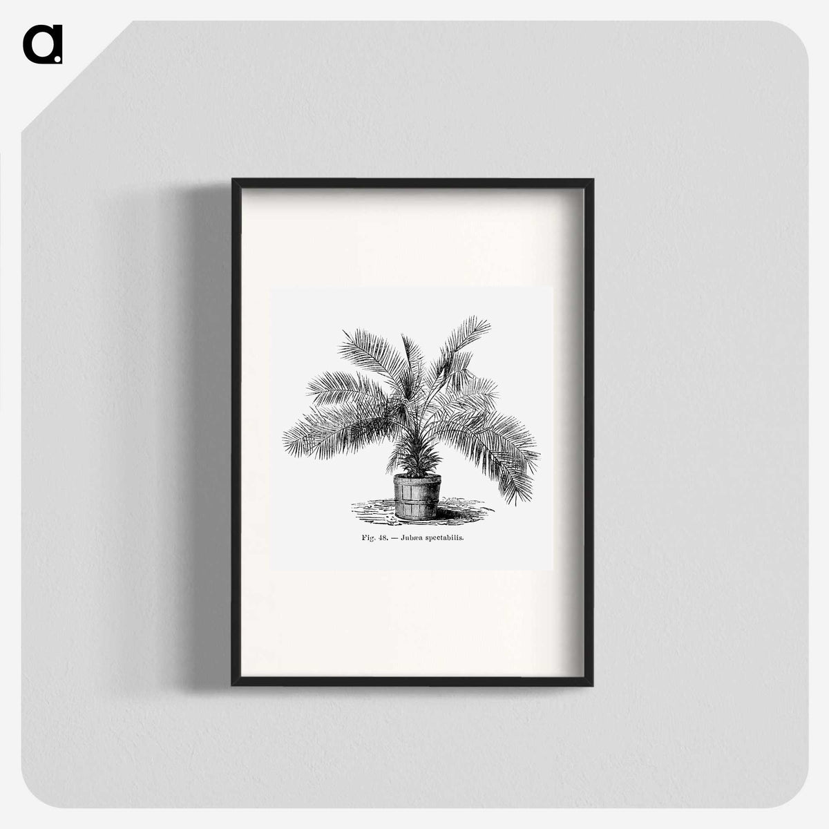2-11_Les-Palmiers-Histoire-Iconographique_blk