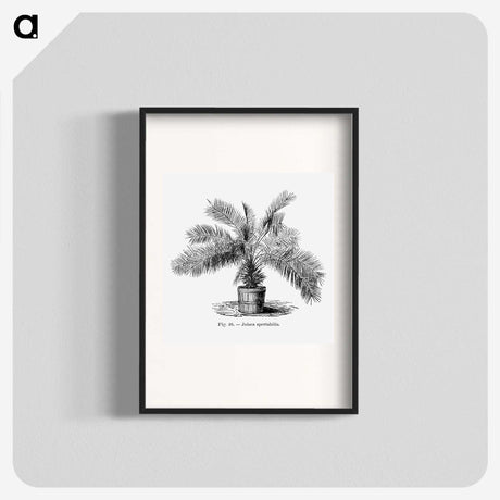 2-11_Les-Palmiers-Histoire-Iconographique_blk