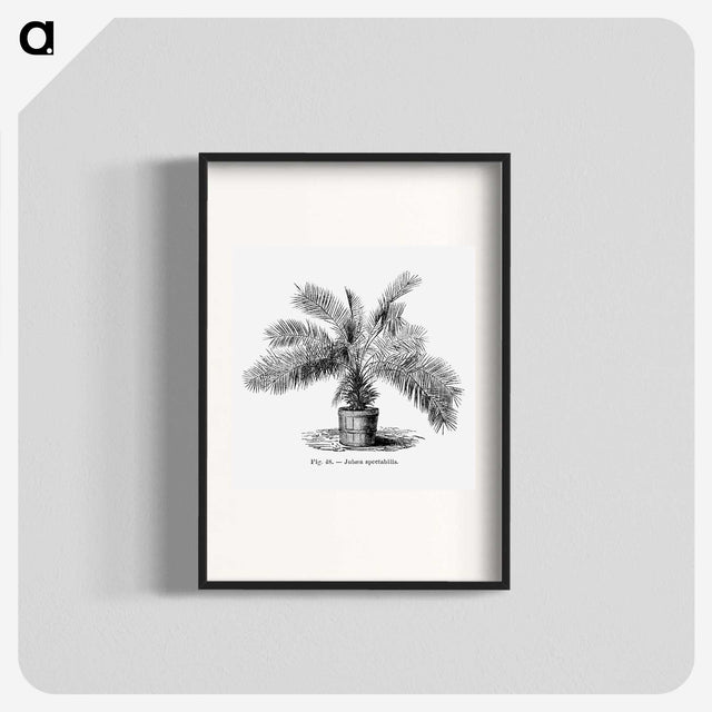 2-11_Les-Palmiers-Histoire-Iconographique_blk