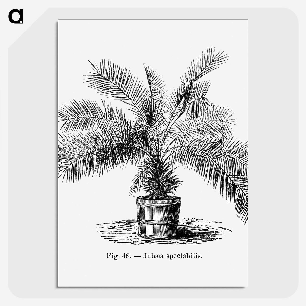 2-11_Les-Palmiers-Histoire-Iconographique_picture-crop