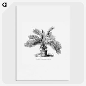 2-11_Les-Palmiers-Histoire-Iconographique_picture