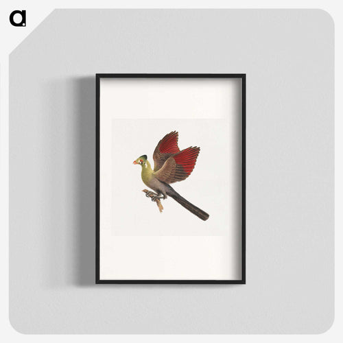 White-cheeked Turaco
 - ルイージ バルガーニ Poster.