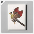 アートパネル-White-cheeked Turaco
 - ルイージ バルガーニ Canvas.