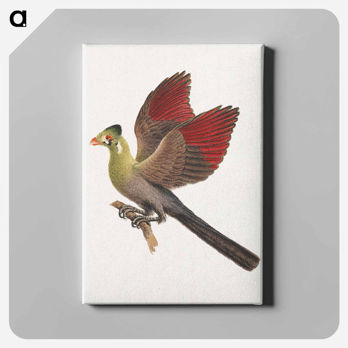 アートパネル-White-cheeked Turaco
 - ルイージ バルガーニ Canvas.