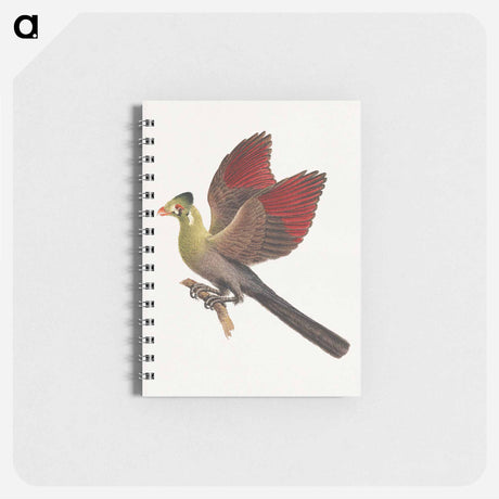 アートメモ帳-White-cheeked Turaco
 - ルイージ バルガーニ Memo.