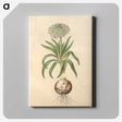 2-11_Maria-Sibylla-Merian_canvas
