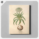 アートパネル-Scilla peruviana
 - マリア ジビーラ メーリアン Canvas.