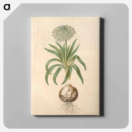 アートパネル-Scilla peruviana
 - マリア ジビーラ メーリアン Canvas.