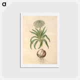 アートポストカード-Scilla peruviana
 - マリア ジビーラ メーリアン Postcard.