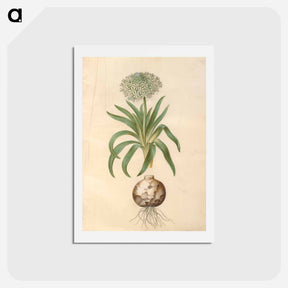 アートポストカード-Scilla peruviana
 - マリア ジビーラ メーリアン Postcard.