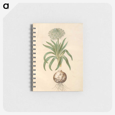 2-11_Maria-Sibylla-Merian_memo