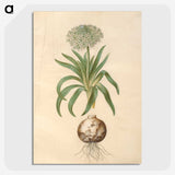 2-11_Maria-Sibylla-Merian_picture-crop