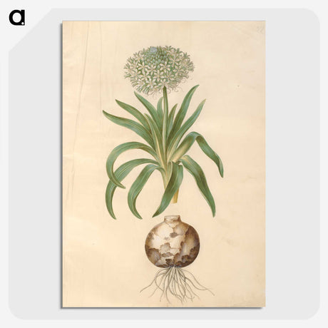 2-11_Maria-Sibylla-Merian_picture-crop