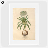 2-11_Maria-Sibylla-Merian_picture