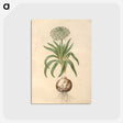 2-11_Maria-Sibylla-Merian_postcard