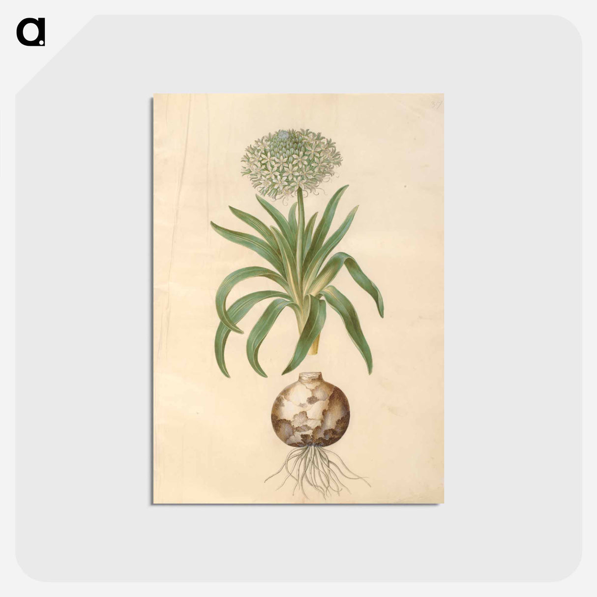 アートポストカード-Scilla peruviana
 - マリア ジビーラ メーリアン Postcard.
