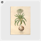 アートポストカード-Scilla peruviana
 - マリア ジビーラ メーリアン Postcard.