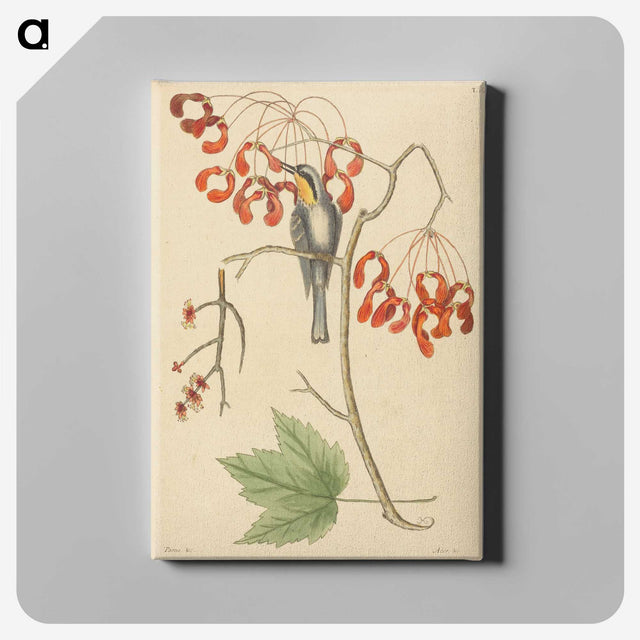 2-11_Mark-Catesby_canvas