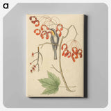 アートパネル-The Yellow Throated Creeper
 - マーク ケイツビー Canvas.