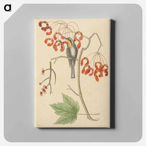 アートパネル-The Yellow Throated Creeper
 - マーク ケイツビー Canvas.